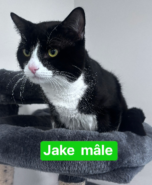 Jake