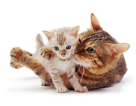 Nos chats