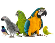 Nos oiseaux